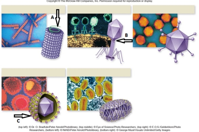 Figuer: Five different virus species are shown and labeled arrows indicate structures.   -The virus structure indicated by the arrow labeled B is the A)  the bacterial membrane. B)  genetic material, DNA or RNA. C)  the bacteriophage. D)  the lipid-rich envelope. E)  the protein coat, or capsid.