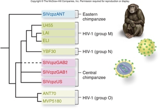 Figuer:   -Based on the figure,which of the following statements is most likely accurate? A)  HIV arose more than once. B)  HIV and SIV are not genetically related. C)  SIV only arose once. D)  HIV groups M, N, and O will be more similar to each other than to SIV. E)  The SIV strains will all have more sequence similarity with each other than with any of the HIV groups.