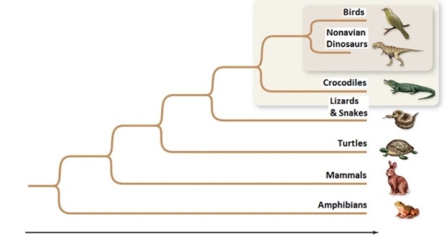 Figuer:    -Lizards and mammals are proposed in this cladogram to be more closely related than lizards and birds.
