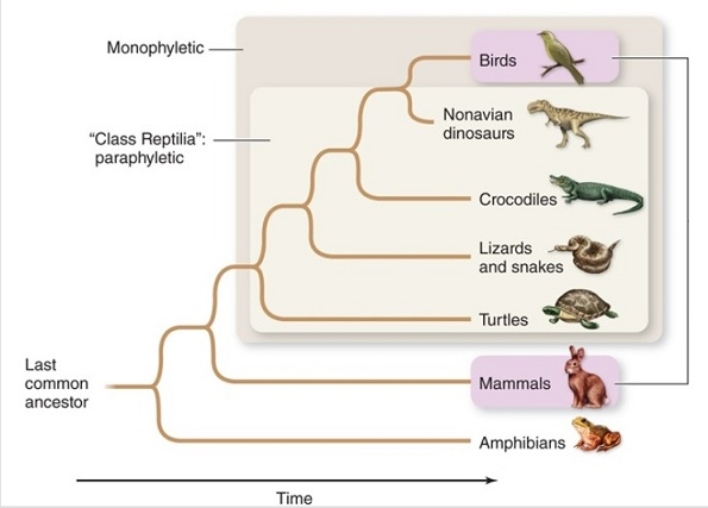 Figuer:   -Based on the cladogram,birds are most closely related to A)  snakes. B)  dinosaurs. C)  crocodiles. D)  amphibians. E)  mammals.