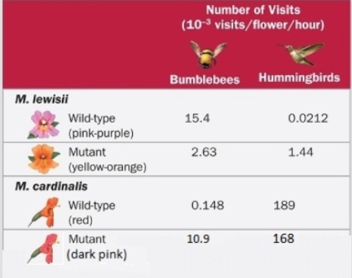 Figuer:   -Given the data of pollinator responses to the hybrid colors of monkeyflowers,which of the following is the most likely result,if researchers accidentally allowed M.cardinalis hybrids (or real mutants of the YUP gene) to be transplanted in the wild,in the same areas as M.lewisii and M.cardinalis are found. A)  Conservation biologists would see no changes in the M. cardinalis or M. lewisii natural populations. B)  Wild bumblebees may pollinate the hybrids (or mutants)  M. cardinalis nearly as much as they do M. lewisii. C)  All of these answer options are as likely as the next, affecting the sympatric populations of Mimulus species. D)  Hummingbirds would begin selecting more often for pollination of the hybrid (or mutant)  colored M. cardinalis. E)  Wild hummingbirds may be out-competed for the successful pollination of the M. cardinalis hybrids (or mutants) .