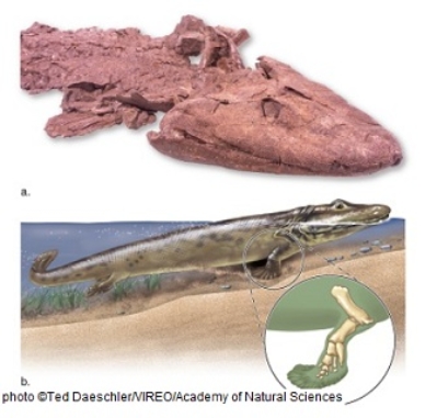 Figuer:   -Fossil evidence shows that Tiktaalik had both lungs and gills,indicating that it could A)  take in food for nutrition through the gills, but breath the air for oxygen. B)  absorb oxygen only from the air. C)  take in food for nutrition from the air or the water. D)  absorb oxygen from both air and water. E)  absorb oxygen only from the water.