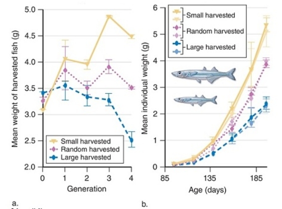 Figuer:    -What did the researchers conclude based on the data shown in figure (b) ? A)  Harvesting fish in a slot limit led to an increase in average size over time. B)  Harvesting larger fish led to a decrease in average size over time. C)  Harvesting fish in a slot limit led to a decrease in average size over time. D)  Harvesting larger fish led to an increase in average size over time. E)  Harvesting fish randomly led to an increase in average size over time.