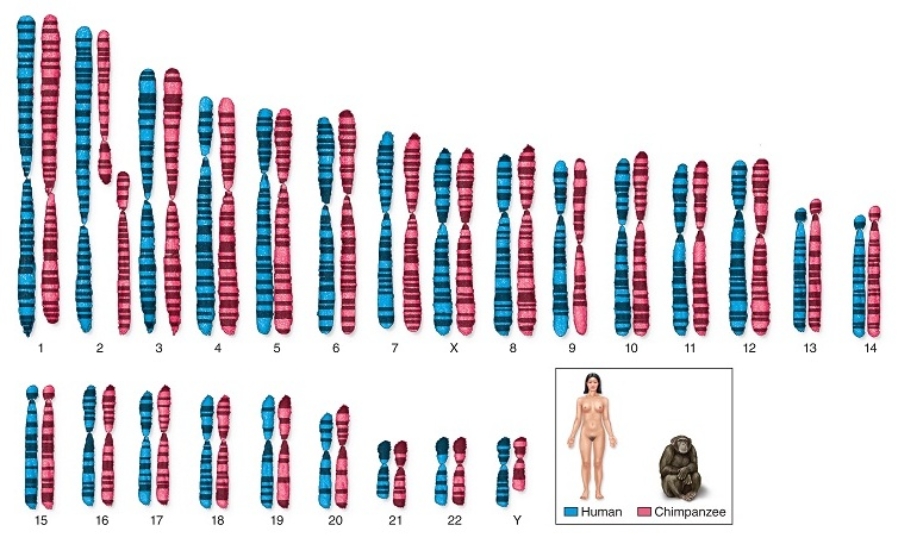 Figuer: The chromosomes of humans and chimpanzees look virtually identical in structure, size, and stained banding patterns.   -The larges difference in chromosomes found between humans and chromosomes,at (human) chromosome 2,is hypothesized to be A)  an evolutionary selection that merged two chromosomes in humans after evolving from a common ancestor with other primates. B)  the result of the specific family lineage of the chimpanzee, Clint, who provided the DNA and chromosome samples for study. C)  the only genetic difference that prevents humans and chimpanzees from closer resemblence, behaviors, and communication. D)  a widely divergent set of genes found in the human chromosome 2, that is not found in the shorter chimpanzee chromosomes. E)  None of the answer choices are correct.