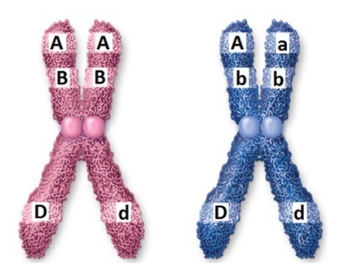 Figuer: Examine this image of chromosomes and identify the structural components.   -A portion (location) of DNA that encodes a specific protein is a A)  chromatid. B)  chromosome. C)  centromere. D)  kinetochore. E)  gene.