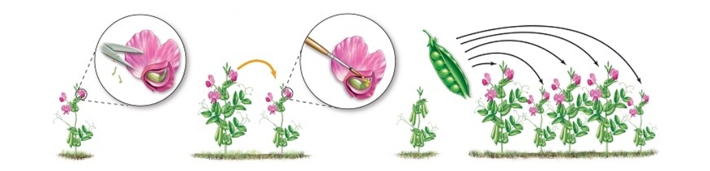 This figure shows one reason among others why pea plants (Pisum sativum) are a good species for genetics studies.In reference to information given in the text,pea plants are good for genetics studies because   A)  they have many distinctly identifiable forms of genetic traits. B)  growth of pea plants is simple and easy. C)  All of the answer choices are correct. D)  they can be self-fertilized for true-breeding genetic traits. E)  they produce large numbers of offspring (the peas) .