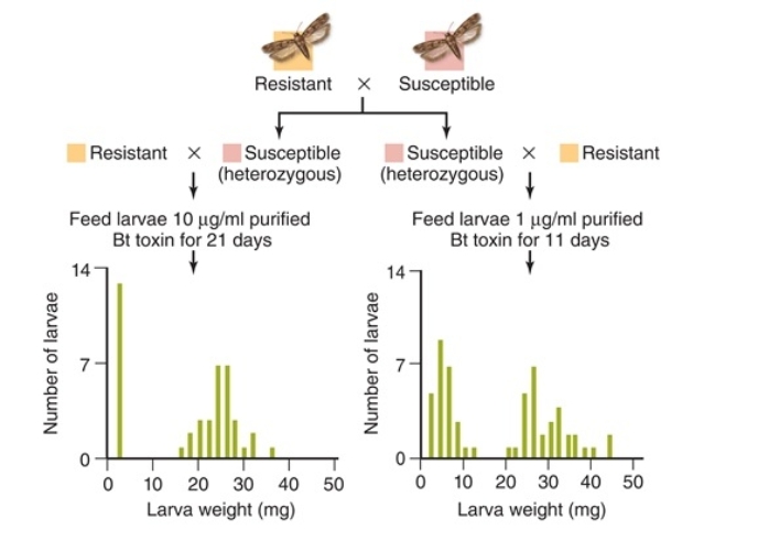 Figuer: In these data, the parental generation characteristics (resistant or susceptible)  are shown at top.   -What did the researchers conclude from the data shown in the figure? A)  Resistance to Bt toxin is dominant. B)  Resistance to Bt toxin is recessive. C)  The size of larvae is dependent on treatment with Bt toxin. D)  Resistance to Bt toxin is not genetic. E)  The number of larvae is dependent on treatment with Bt toxin.