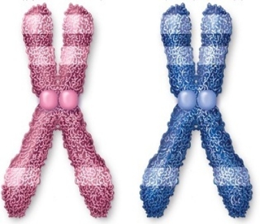Chromosomes that look alike and carry the same sequence of genes for the same traits,such as these shown from two parents,are   A)  the X and Y chromosome. B)  found in females only. C)  all the autosomes. D)  homologous chromosomes. E)  found in males only.