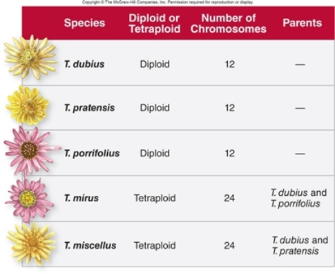 Figuer:    -Tragopogon mirus is a hybrid of T.dubius and T.porrifolius.Based on the figure,T.mirus has A)  24 chromosomes from T. porrifolius. B)  24 chromosomes from T. dubius and 24 chromosomes from T. porrifolius. C)  6 chromosomes from T. dubius and 6 chromosomes from T. porrifolius. D)  24 chromosomes from T. dubius. E)  12 chromosomes from T. dubius and 12 chromosomes from T. porrifolius.