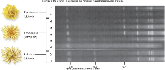Figuer:   -Based on this figure,T.miscellus has arisen A)  more than once with T. pratensis being the female parent. B)  only once with T. dubius being the female parent. C)  more than once with T. dubius being the female parent. D)  only once with T. pratensis being the female parent. E)  more than once with T. pratensis and T. dubius both providing female parents in the lineage.