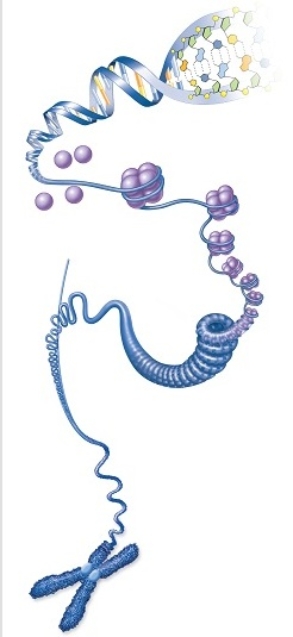 Figuer: This diagram shows how DNA is packaged and folded with its associated protective and regulatory proteins.   -A part of a chromosome,that attaches sister chromatids to each other,defines the term A)  nucleosome. B)  None of the answer choices are correct. C)  chromatin. D)  histone. E)  centromere.