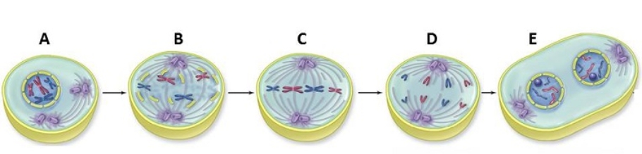 Figuer: This diagram shows the steps in mitosis, with labels to reference in the questions below.   -The phase of mitosis in which the nuclear envelope reforms is A)  E, which is telophase. B)  C, which is anaphase. C)  A, which is prometaphase. D)  D, which is metaphase. E)  B, which is prophase.