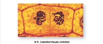<strong>In biology lab,as you are examining plant root cells,you are having difficulty determining what you are seeing as in the image below.You can still see chromosome strands,as they are in compact bundles.You think this should be telophase,because the chromosomes aren't being actively pulled apart,but when does cytokinesis start? The first sign that cytokinesis has started is the formation of a </strong> A) nucleolus. B) nuclear envelope. C) spindle fiber. D) cell plate. E) cleavage furrow.