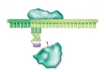 The step of translation in which an mRNA,a small ribosomal subunit,and the initiator tRNA are aligned together is   A)  termination. B)  initiation. C)  transcription. D)  mitosis. E)  elongation.