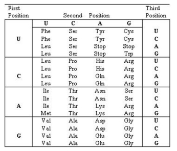 Figuer:   -What type of mutation has occurred in the following? Normal allele 5'-GGAAUGAAACAGGAACCC-3' Mutant allele 5'-GGAAUGAAACAGGUACCC-3' A)  deletion of one base B)  substitution C)  deletion of two bases D)  insertion of two bases E)  insertion of one base