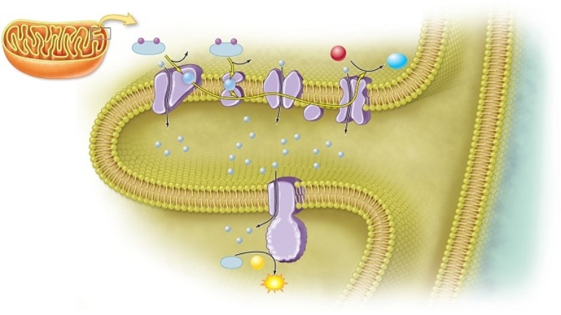 In a eukaryotic cell,the electron transport system occurs in the   A)  mitochondrion. B)  lysosome. C)  cytoplasm. D)  nucleus. E)  ribosome.