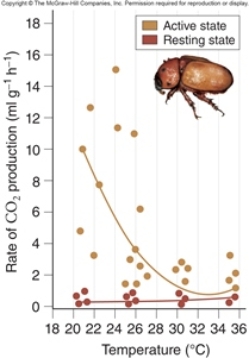 <strong>Figuer:   What did scientists conclude from the data shown in this figure?</strong> A) Active beetles saved energy at higher temperatures. B) Generating heat led to increased pollination of Philodendron flowers by beetles. C) Active beetles saved energy at lower temperatures. D) Resting beetles saved energy at lower temperatures. E) Resting beetles saved energy at higher temperatures. <div style=padding-top: 35px> 