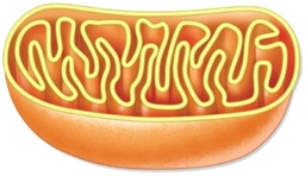 This Diagram Shows the Chloroplast,in Which Aerobic Respiration Takes ...