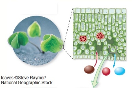 <strong>In this cross-section of a typical plant leaf,the ______ are where photosynthesis takes place.  </strong> A) mesophyll cells B) outer epidermis cells C) air spaces D) stomata <div style=padding-top: 35px> 