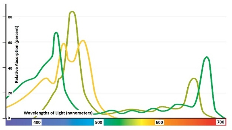 As this graph shows,photosynthesizing eukaryotes have several pigments and accessory pigments that selectively capture the green wavelengths of photons for photosynthesis.  