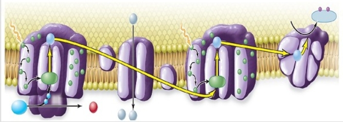 Figuer: Examine this image, showing an electron transport chain in photosynthesis.   -The Calvin cycle A)  is a linear pathway that passes high-energy electrons to glucose molecules. B)  is a cyclic reactive pathway that produces ATP and NADPH to drive other cell processes. C)  is a linear reactive pathway that produces three-carbon molecules from CO<sub>2</sub>. D)  is a cyclic reactive pathway that produces three-carbon molecules from CO<sub>2</sub>.