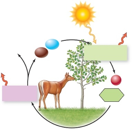 Figuer: This diagram summarizes energy transfers and molecule exchanges among plants and animals, as you will learn later we call producers and consumers.   -Plants require energy to perform photosynthesis,in which glucose is formed from carbon dioxide and water,and stores energy.This is a(n) _____ reaction. A)  kinetic energy B)  exergonic C)  endergonic D)  potential energy E)  equilibrium