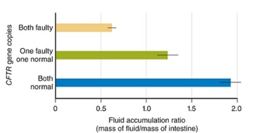 Figuer:   -What is the dependent variable in the figure shown? A)  the number of defective copies of the CFTR gene in humans B)  the amount of fluid in the intestines after exposure to cholera toxin C)  whether or not the subjects were exposed to Vibrio cholera bacteria D)  whether or not the subjects were exposed to cholera toxin E)  the number of defective copies of the CFTR gene in mice