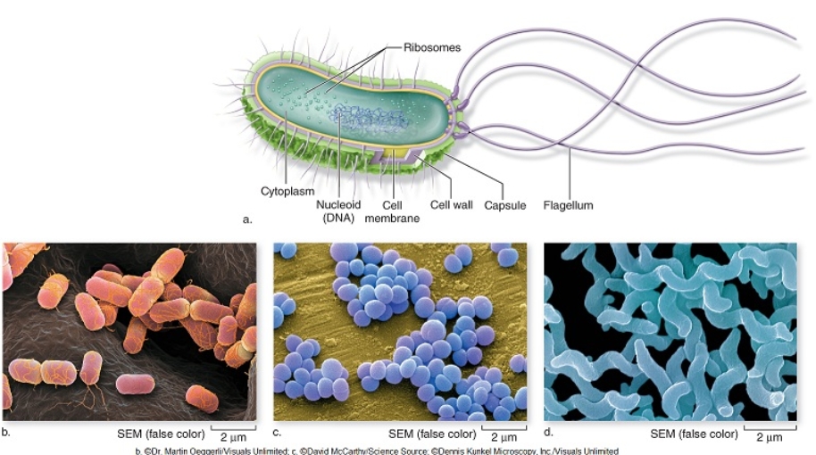 The cells shown here are all part of the Eukarya domain.  