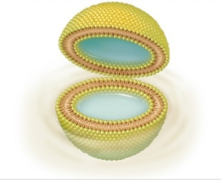 When phospholipids are mixed with water their ____ interact with water and their ____ are repelled,forming a lipid bilayer.   A)  hydrophobic tails; hydrophilic heads B)  hydrophilic heads; hydrophobic tails C)  hydrophobic heads; hydrophilic tails D)  hydrophilic tails; hydrophobic heads