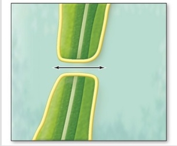 This type of cell connection,lined by the cell membranes and allowing transport of molecules between cells,is the   A)  plasmodesma. B)  anchoring junction. C)  gap junction. D)  tight junction.