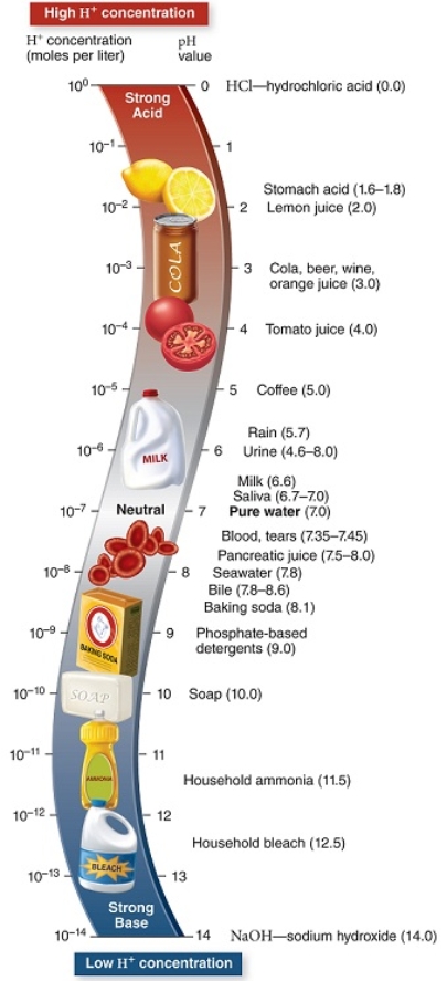 Figuer: Refer to this diagram with common examples of substances and their pH.    -Our normal blood pH should be in a fairly narrow range.Imagine you sit down to eat a large meal with cola,tomato-based sauce,and a salad with many citrus fruit slices.Identify the one statement that does not apply as one of the likely outcomes of your meal. A)  The cola, tomato and citrus fruits will add hydrogen (H<sup>+</sup>)  to your blood and body fluids. B)  Your blood and body fluids will likely become more basic, with higher pH than the normal range. C)  Your body will produce buffer molecules to help neutralize acids you ate, so your blood pH doesn't change much. D)  Your blood and body fluids will likely become more acidic, with lower pH than the normal range.