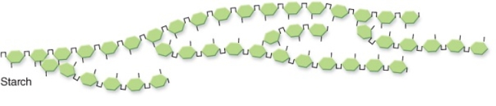 Figuer: Examine this image of the glucose molecule.   -Compared with a molecule of glucose,this starch molecule does NOT have which characteristic below?   A)  This molecule is used by cells for long-term storage and release of energy for cell functions. B)  This molecule is used by cells for quick release of energy for cell functions. C)  This molecule can provide structure for cells that contain it. D)  This molecule is a complex carbohydrate polymer.