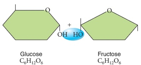 Figuer: Examine these two sugars, as shown prior to the chemical reaction that would bond them.   -The diagram shows glucose and fructose before the chemical reaction called ______ builds a larger polymer from the two monomers. A) evaporation B) dehydration synthesis C) hydrolysis D) reproduction