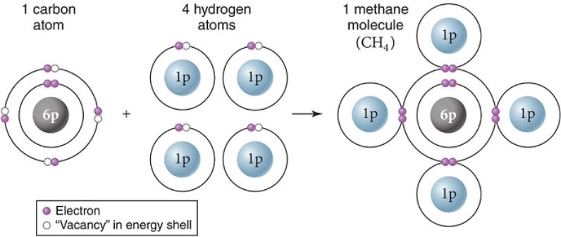 Carbon and hydrogen make up many biologically important molecules.Carbon has an electronegativity of 2.55 while hydrogen has an electronegativity of 2.0.On the scale of electronegativity from zero (0) to four (4) ,the carbon and hydrogens shown here have just formed   A)  a nonpolar covalent bond. B)  a hydrogen bond. C)  a polar covalent bond. D)  an ionic bond.