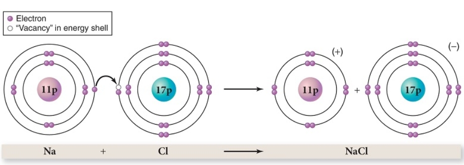 In the example of ionic bond formation between sodium and chlorine,as shown,which of the following is not a true statement?   A)  Sodium donates an electron. B)  The bond that is formed is stronger than a hydrogen bond. C)  Na is the chemical symbol for sodium. D)  Sodium becomes positively charged. E)  Chlorine donates an electron.