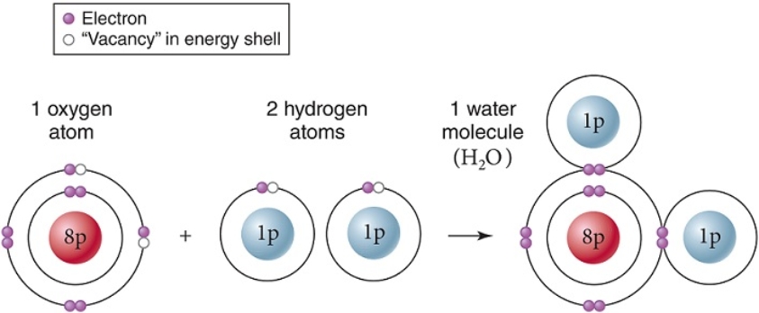 Within a single molecule of water,as shown,____ bonds are formed between oxygen and hydrogen.   A)  hydrophobic B)  hydrogen C)  nuclear D)  ionic E)  covalent