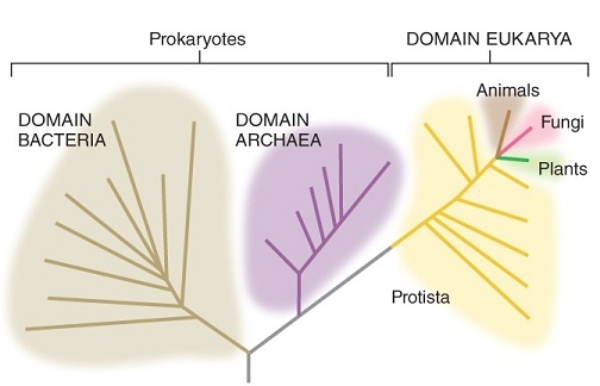 Examine This Diagram | Biology+