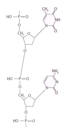 For questons 1-7, consider the molecular structure given in each question, then complete the statement with one of the following terms. carbohydrate protein nucleic acid lipid -The following structure would be classified as a ________________.  