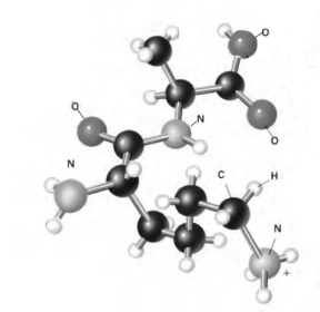 For questons 1-7, consider the molecular structure given in each question, then complete the statement with one of the following terms. carbohydrate protein nucleic acid lipid -The name for the following structure would be ________________.  