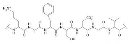 Examine the structures given in each question. Based on their structure complete the following statements. -In the small intestine the following substance is broken down into __________ .  