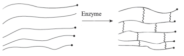 The following is a representation of the cross-linking reaction occurring in the cell walls of bacteria.   Reactions such as this can be inhibited by A)  penicillins. B)  tetracyclines. C)  cephalosporins. D)  both a and c E)  all of the above