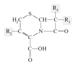 All cephalosporins and penicillins have the general structure given below.  