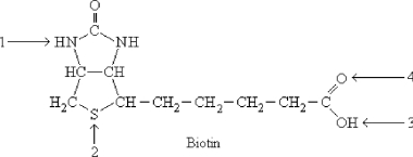 Which atom is the reactive center on biotin?   A)  Arrow 1 B)  Arrow 2 C)  Arrow 3 D)  Arrow 4