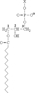 The structure shown below is .   A)  taurocholate B)  glycerophospholipid C)  carnitine D)  lysophosphoglyceride