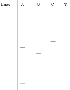 What is the DNA sequence 5ʹ → 3ʹ)  determined in this gel? Assume the samples were applied near the top of the gel.   A)  AGGCTGGACGA B)  AGGGGCTAGCA C)  AGGCTGACGGA D)  AGGCAGTCGGA