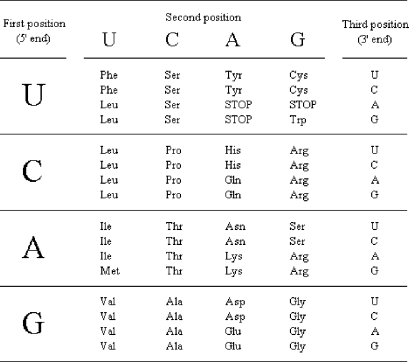 Use the table below to determine which template strand DNA sequence written in the 5ʹ → 3ʹ direction)  specifies the tripeptide with the sequence gly-ala-leu.   A)  GGGGCUCUC B)  CUCUCGGGG C)  CCCCGAGAG D)  GAGAGCCCC