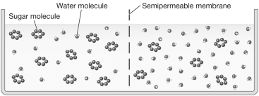 Examine the figure below.If each sugar molecule represents a percentage point of sugar dissolved in the solution,what change would you expect to see in the solution level over time and why?   A) The solution level on the left side of the figure would rise while the solution level on the right side of the figure would decrease.This is because the solution on the left side of the figure is hypertonic while the solution on the right side of the figure is hypotonic. B) The solution level on the left side of the figure would decrease while the solution level on the right side of the figure would rise.This is because the solution on the left side of the figure is hypertonic while the solution on the right side of the figure is hypotonic. C) The solution level on the left side of the figure would decrease while the solution level on the right side of the figure would rise.This is because the solution on the left side of the figure is hypotonic while the solution on the right side of the figure is hypertonic. D) There will be no net movement of water because the solutions are isotonic.