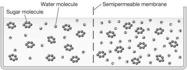 Examine the figure below.If each sugar molecule represents a percentage point of sugar dissolved in the solution,what change would you expect to see in the solution level over time and why?   A) The solution level on the left side of the figure would rise while the solution level on the right side of the figure would decrease.This is because the solution on the left side of the figure is hypertonic while the solution on the right side of the figure is hypotonic. B) The solution level on the left side of the figure would decrease while the solution level on the right side of the figure would rise.This is because the solution on the left side of the figure is hypertonic while the solution on the right side of the figure is hypotonic. C) The solution level on the left side of the figure would decrease while the solution level on the right side of the figure would rise.This is because the solution on the left side of the figure is hypotonic while the solution on the right side of the figure is hypertonic. D) There will be no net movement of water because the solutions are isotonic.