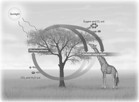 The illustration below indicates that photosynthesis and cellular respiration are both complementary and balanced.An excess of sugars produced fossil fuels like coal and petroleum;this suggest that in the past,   A) the amount of photosynthesis occurring exceeded the amount of cellular respiration. B) sugars were only one of several products of photosynthesis. C) reduced carbon-rich molecules could be produced independently from the photosynthetic process. D) the energy release from respiration must have exceeded energy use in photosynthesis.