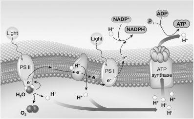 Examine the illustration below.Which statement best summarizes the contribution of Photosystem I (PSI) during photosynthesis?   A) PSI provides the initial energy boost to the electrons on their way to Photosystem II (PSII) . B) PSI generates the excited electrons that initially accumulate within the thylakoid space and eventually drive ATP synthesis. C) PSI generates the high-energy electrons that are transported by NADPH to the Calvin cycle and will eventually reduce the carbon in CO₂. D) PSI regulates the transmembrane passage of protons through the thylakoid membrane.